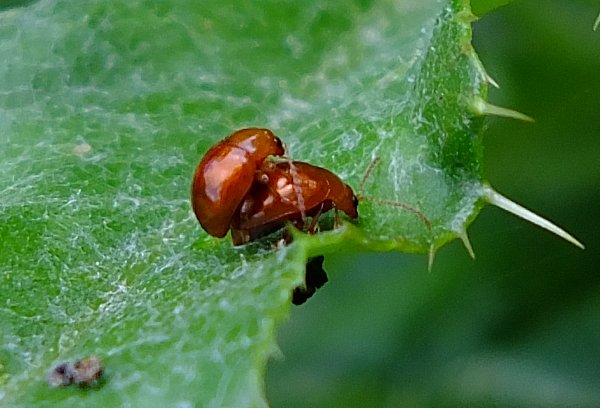 Hvad er det for et par små karamel-bolle-biller? - Naturbasen