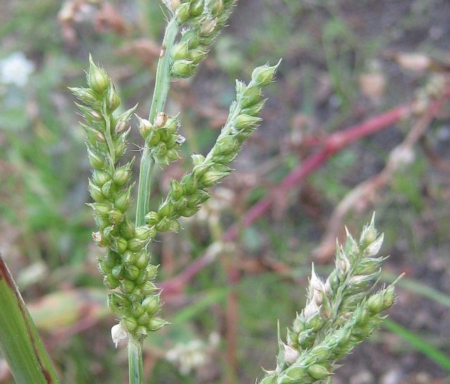 Almindelig Hanespore? - Naturbasen