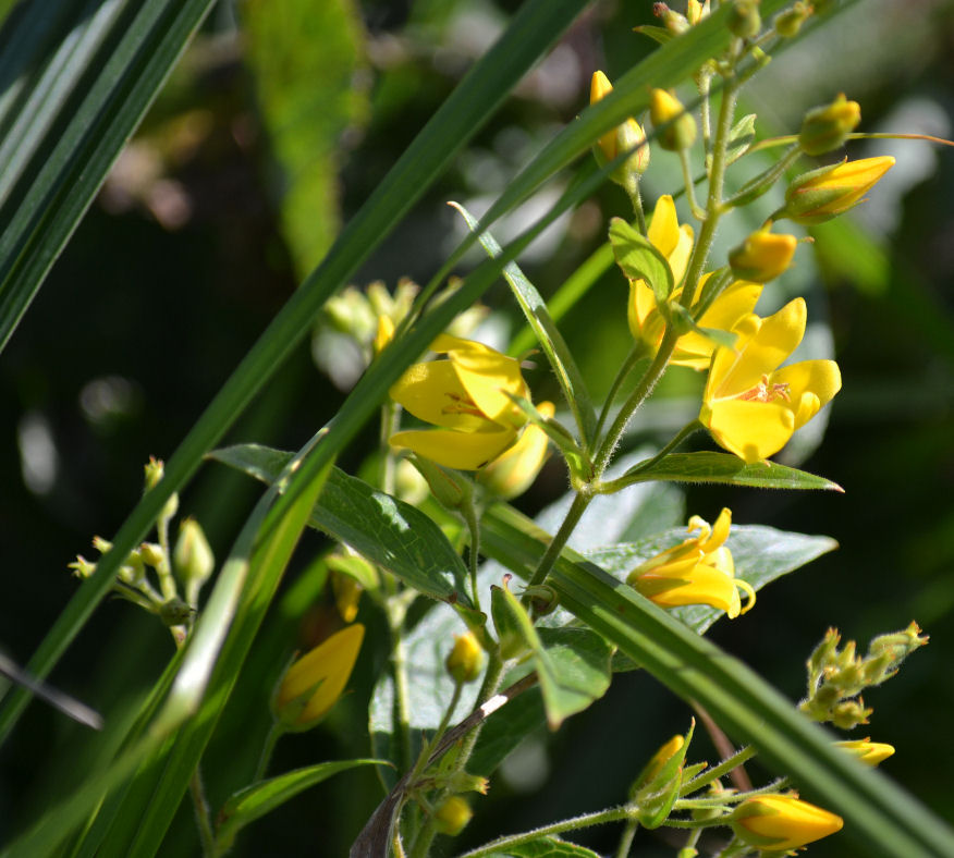 Id af planter fra Kastbjerg ådal. - Naturbasen