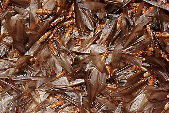 Flyvende termitter - Naturbasen