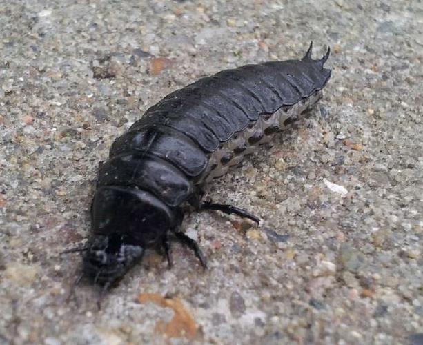 Fed sort insekt, uden vinger/dækskjold - Naturbasen