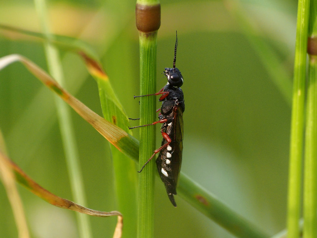 Insekt med hvide felter... - Naturbasen