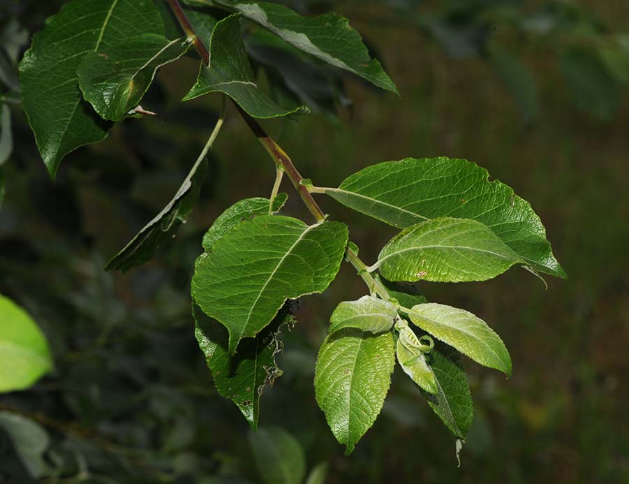 Hvilken pil? - Naturbasen