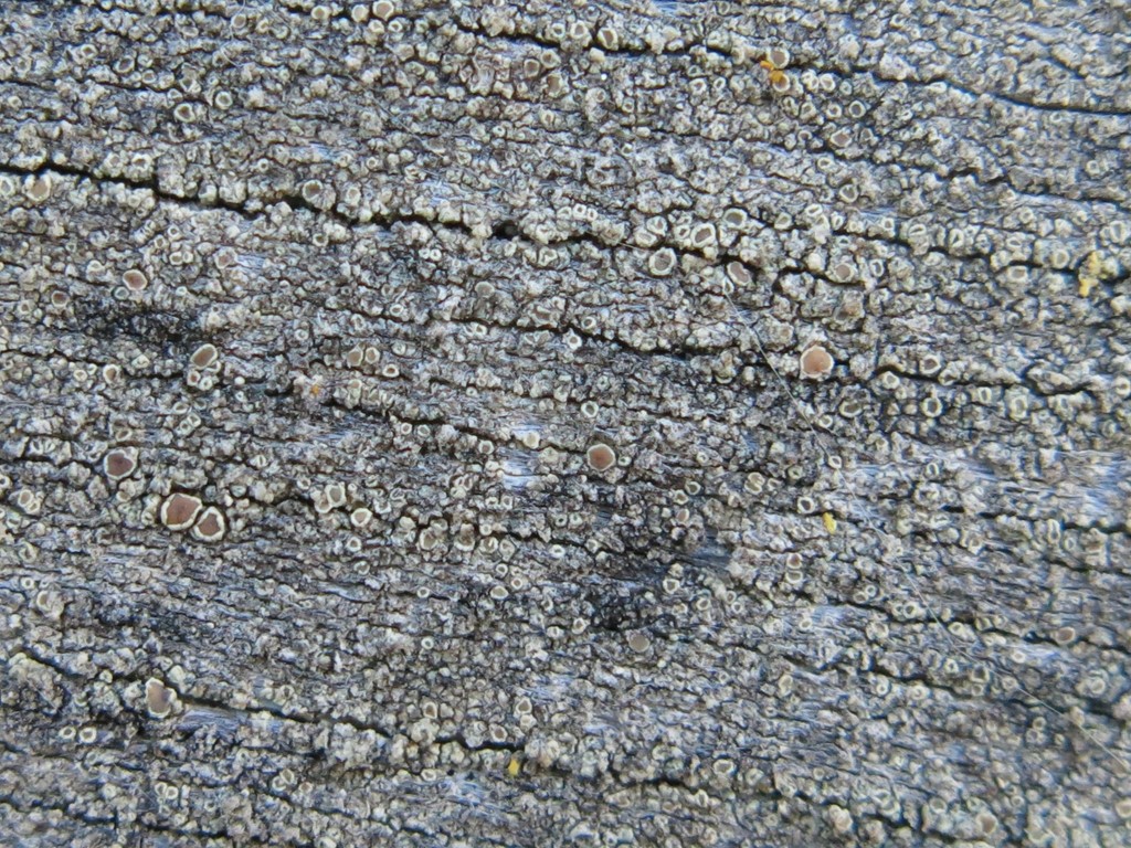Ved-Kantskivelav (Lecanora saligna)