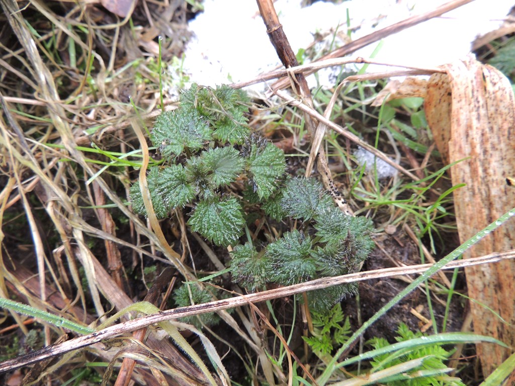 Stor Nælde (Urtica dioica)