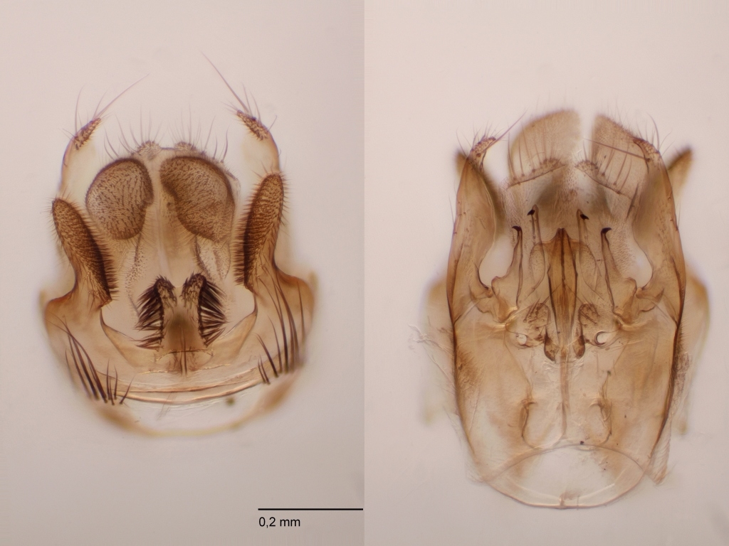 Mycomya winnertzi (Mycomya winnertzi)