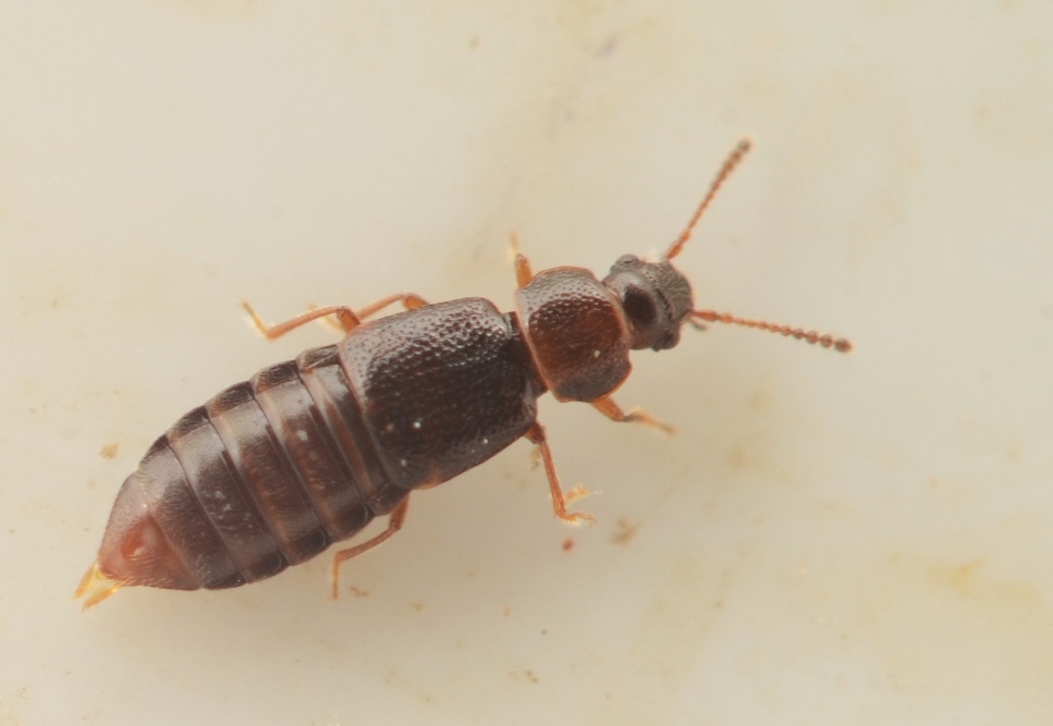 Pycnoglypta lurida (Pycnoglypta lurida)