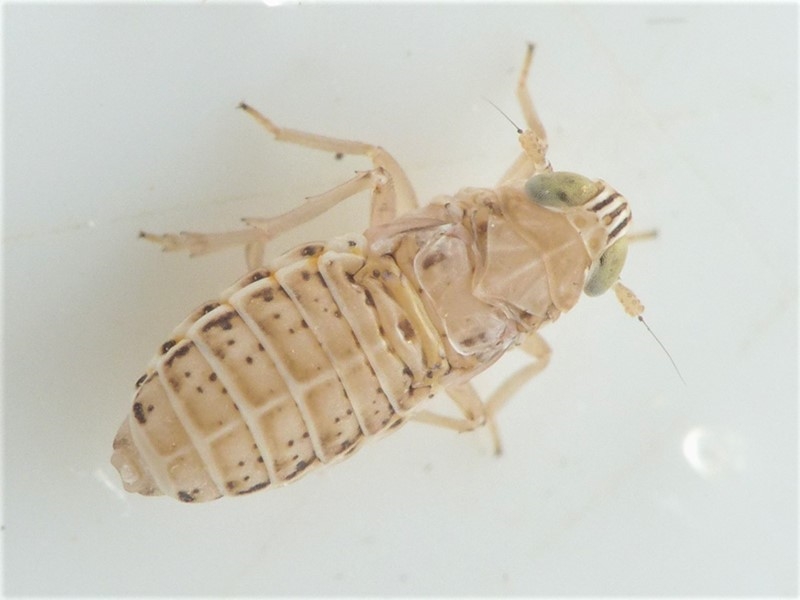 Gravesteiniella boldi (Gravesteiniella boldi)