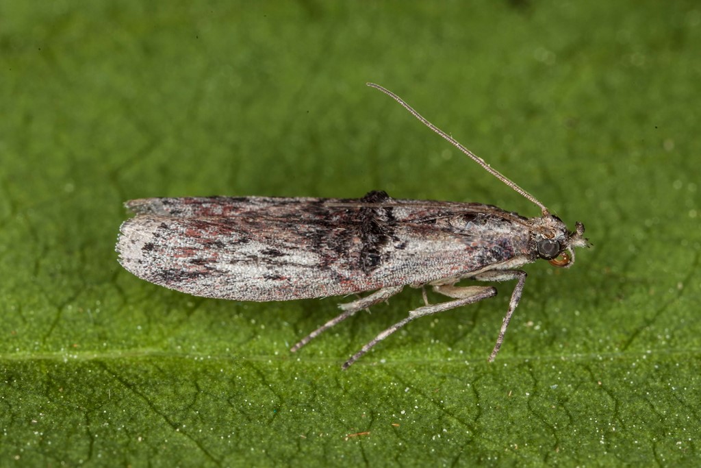 Benvedhalvmøl (Nephopterix angustella)
