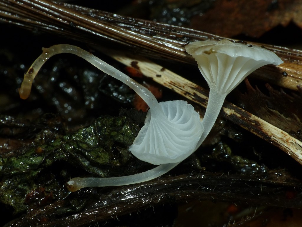 Kulsukker-Huesvamp (Hemimycena candida)