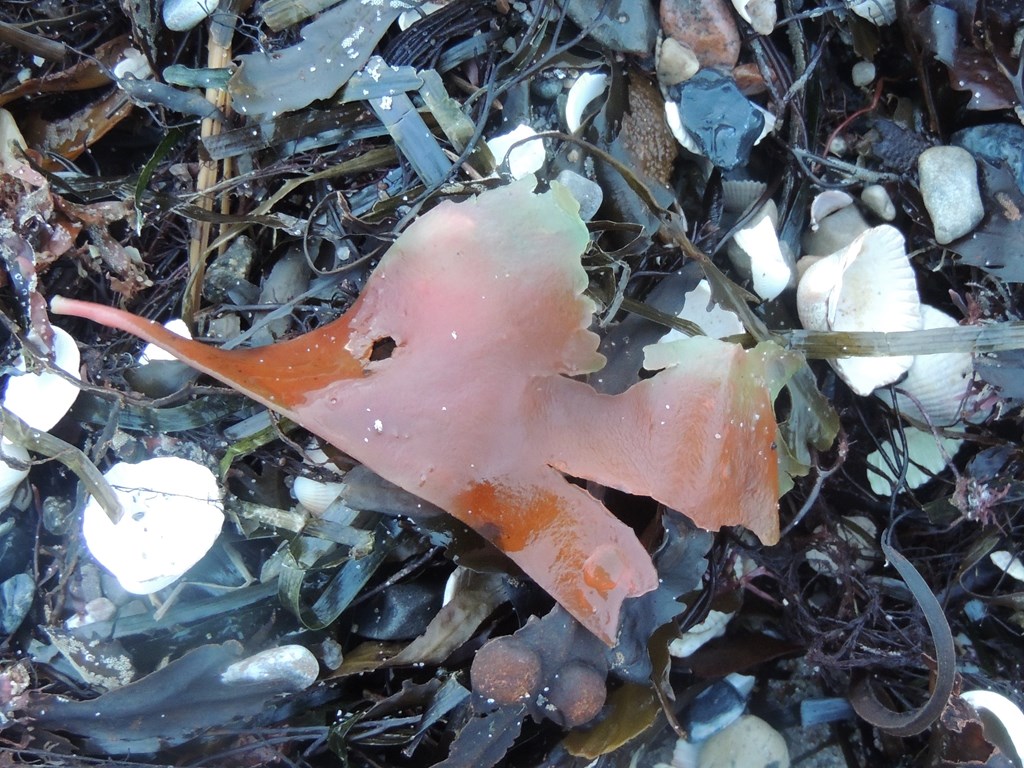Søl (Palmaria palmata)