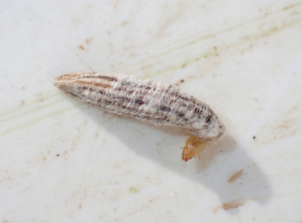 Coleophora albicans (Coleophora albicans)