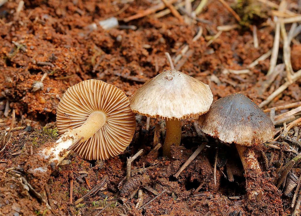 Inocybe griseotarda (Inocybe griseotarda)