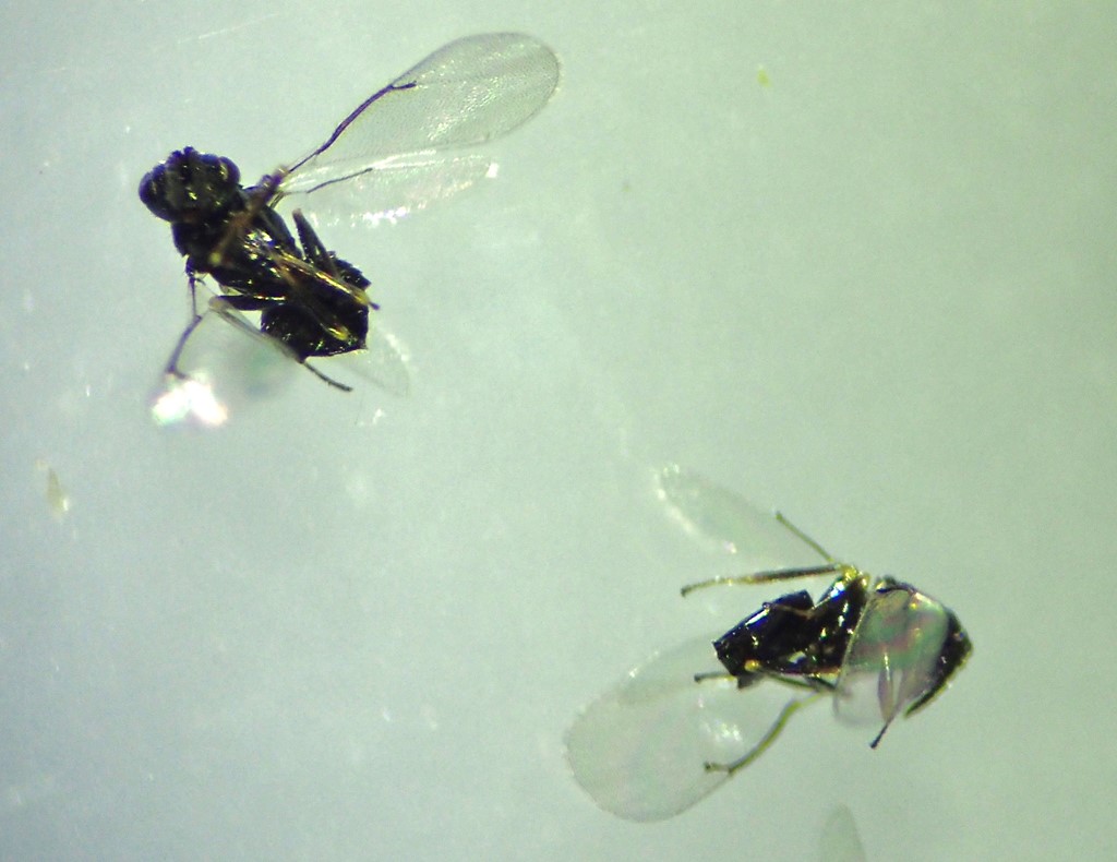 Oomyzus scaposus (Oomyzus scaposus)