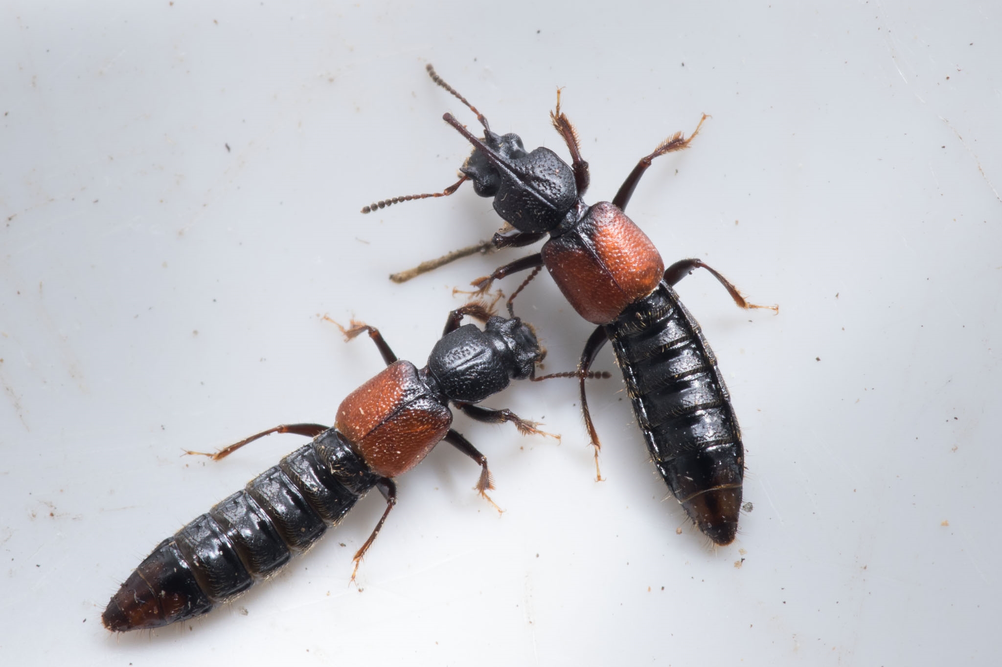 Bledius frisius (Bledius frisius)