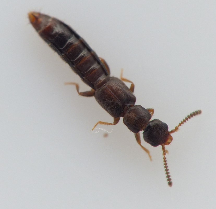 Anomognathus cuspidatus (Anomognathus cuspidatus)