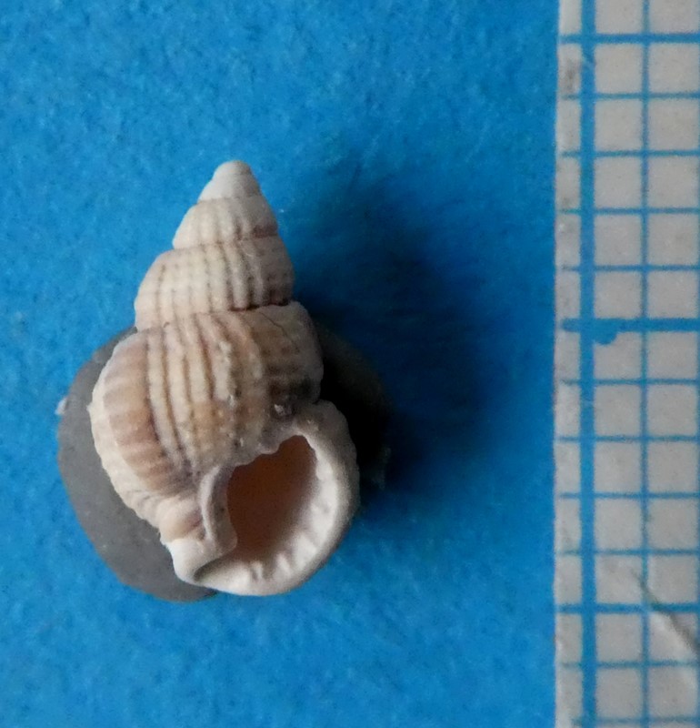 Tandet Dværgkonk (Nassarius incrassatus)