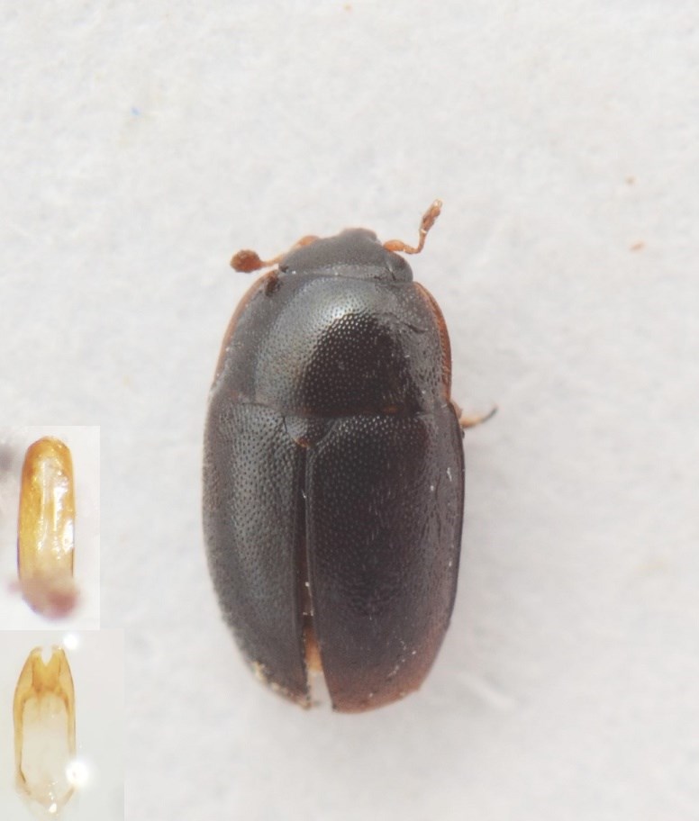 Meligethes haemorrhoidalis (Meligethes haemorrhoidalis)