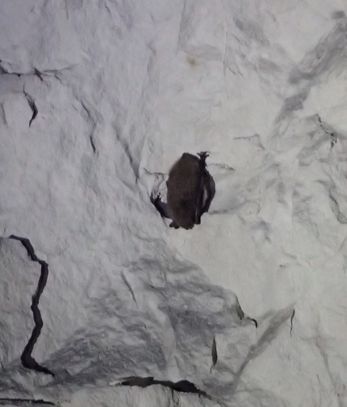Brandts Flagermus (Myotis brandtii)
