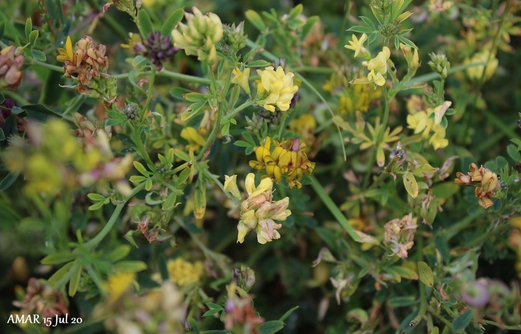 Sand-Lucerne (Medicago sativa ssp. x varia)