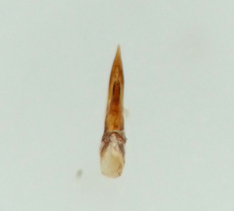 Philonthus concinnus (Philonthus concinnus)