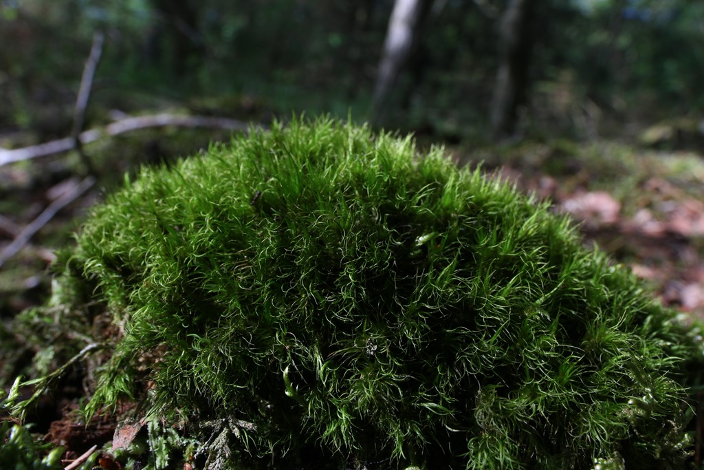 Mørk Kløvtand (Dicranum fuscescens)