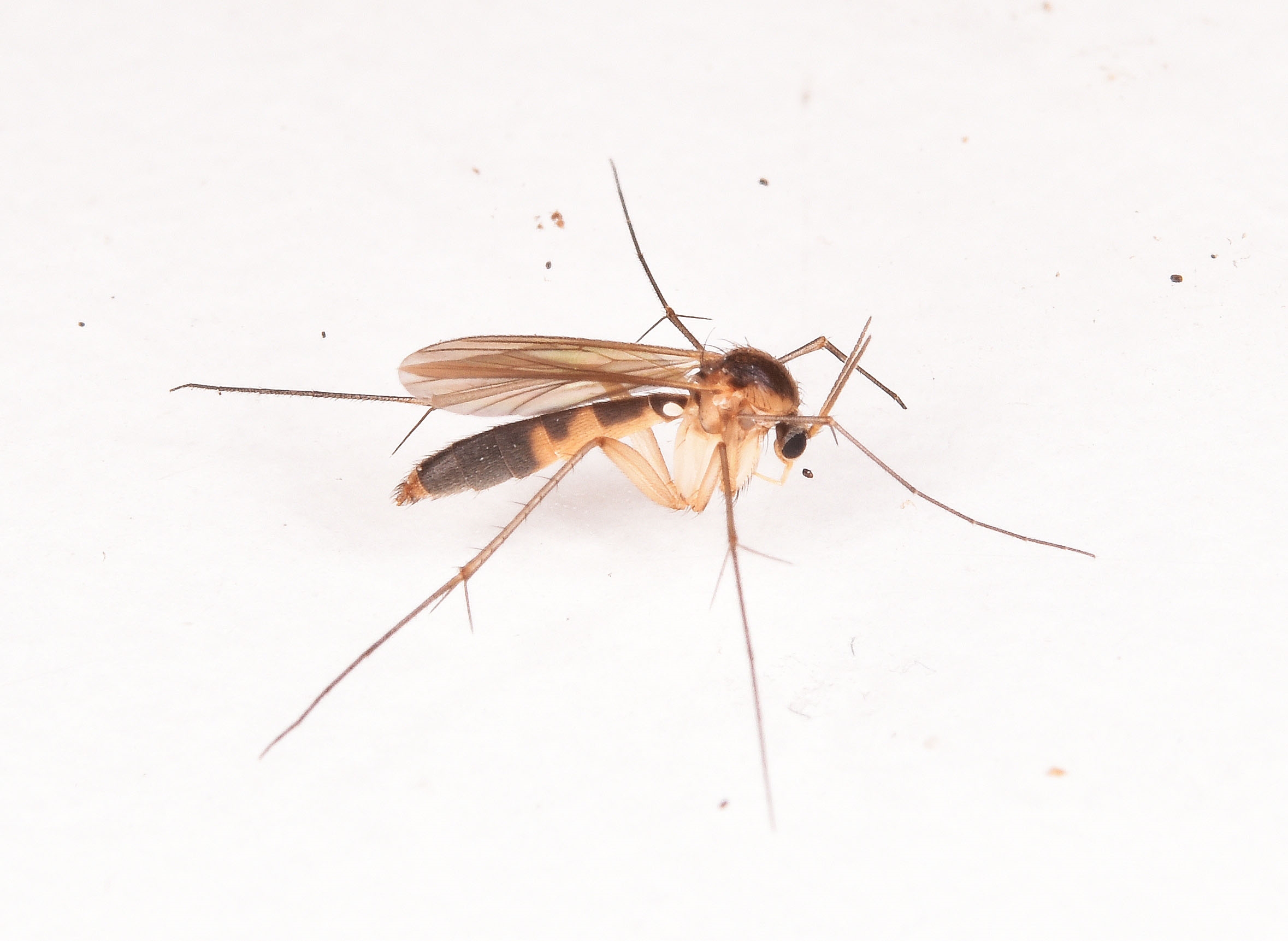 Allodia sp. (Allodia sp.)