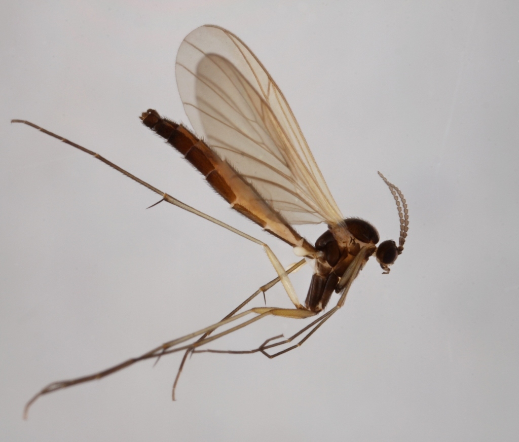 Monocentrota lundstroemi (Monocentrota lundstroemi)