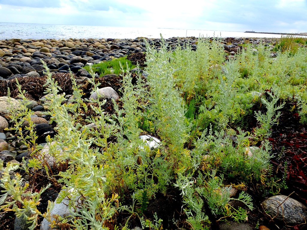 Artemisia maritima ssp. maritima (Artemisia maritima ssp. maritima)