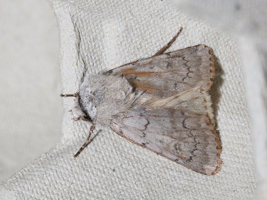 Sand-Pelsugle (Agrotis cinerea)