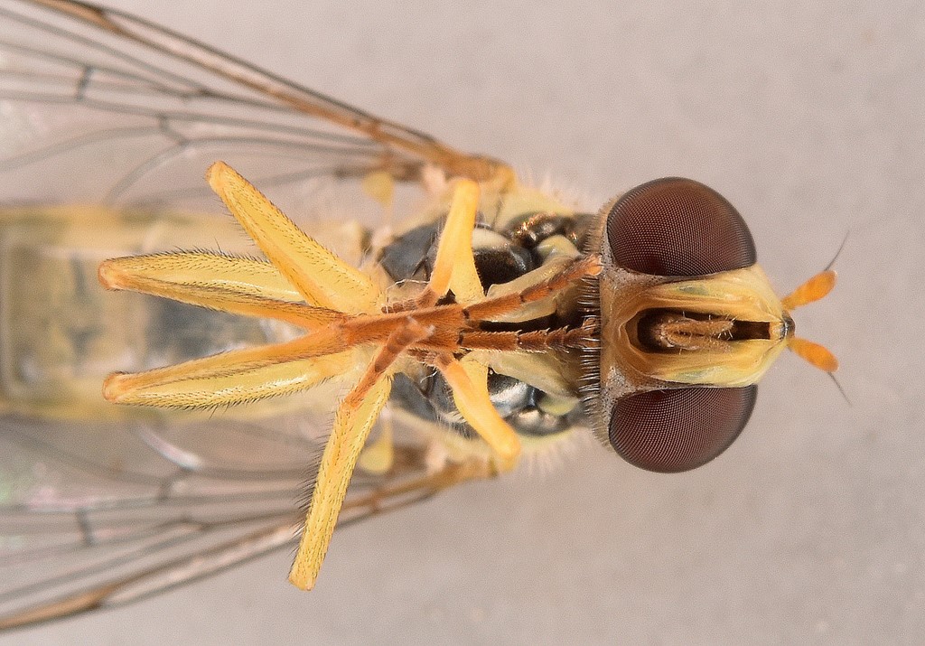 Mose-Kuglebærerflue (Sphaerophoria batava)