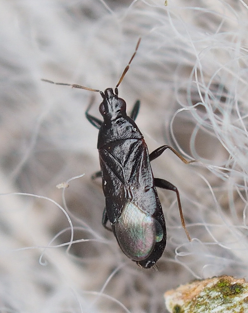 Dufouriellus ater (Dufouriellus ater)