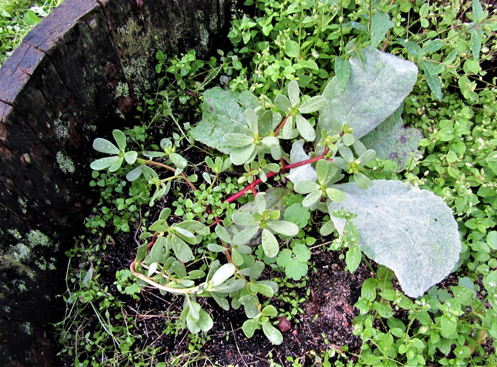 Portulaca granulatostellulata (Portulaca granulatostellulata)