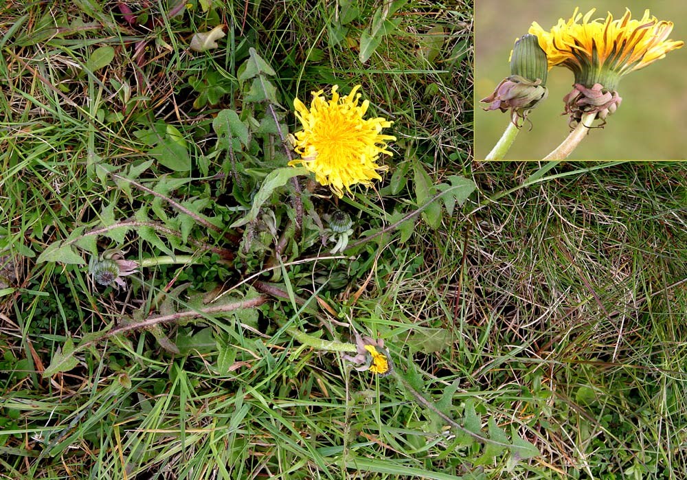 Delta-Vejmælkebøtte (Taraxacum deltoidifrons)