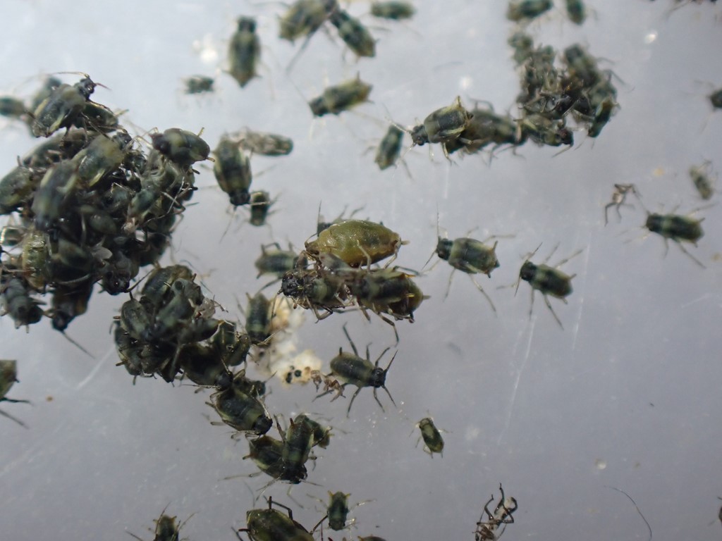 Cavariella archangelicae (Cavariella archangelicae)