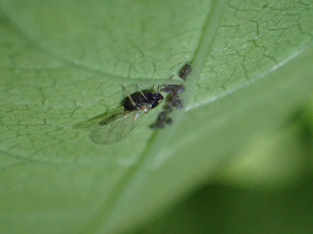 Balsaminbladlus (Impatientinum balsamines)