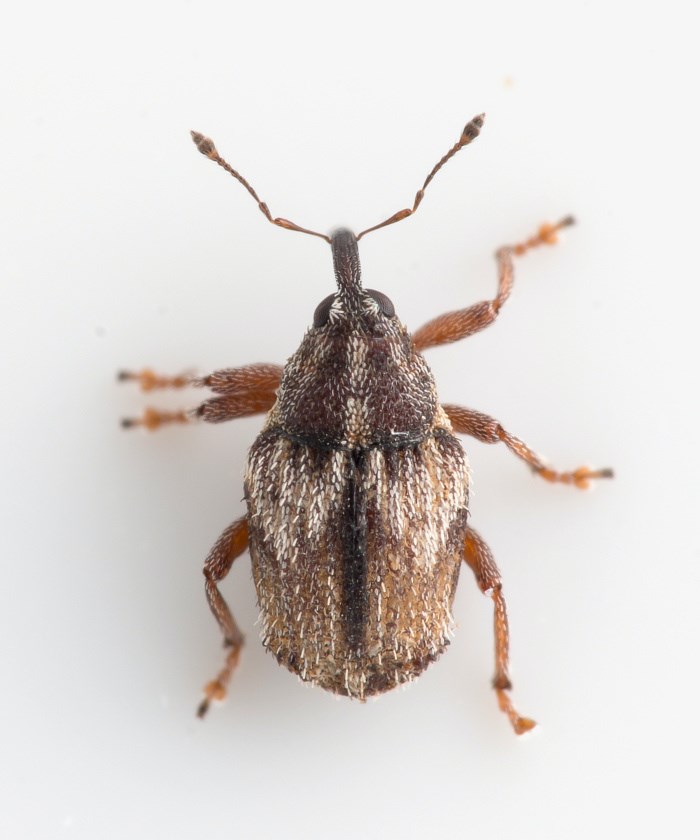 Trichosirocalus thalhammeri (Trichosirocalus thalhammeri)