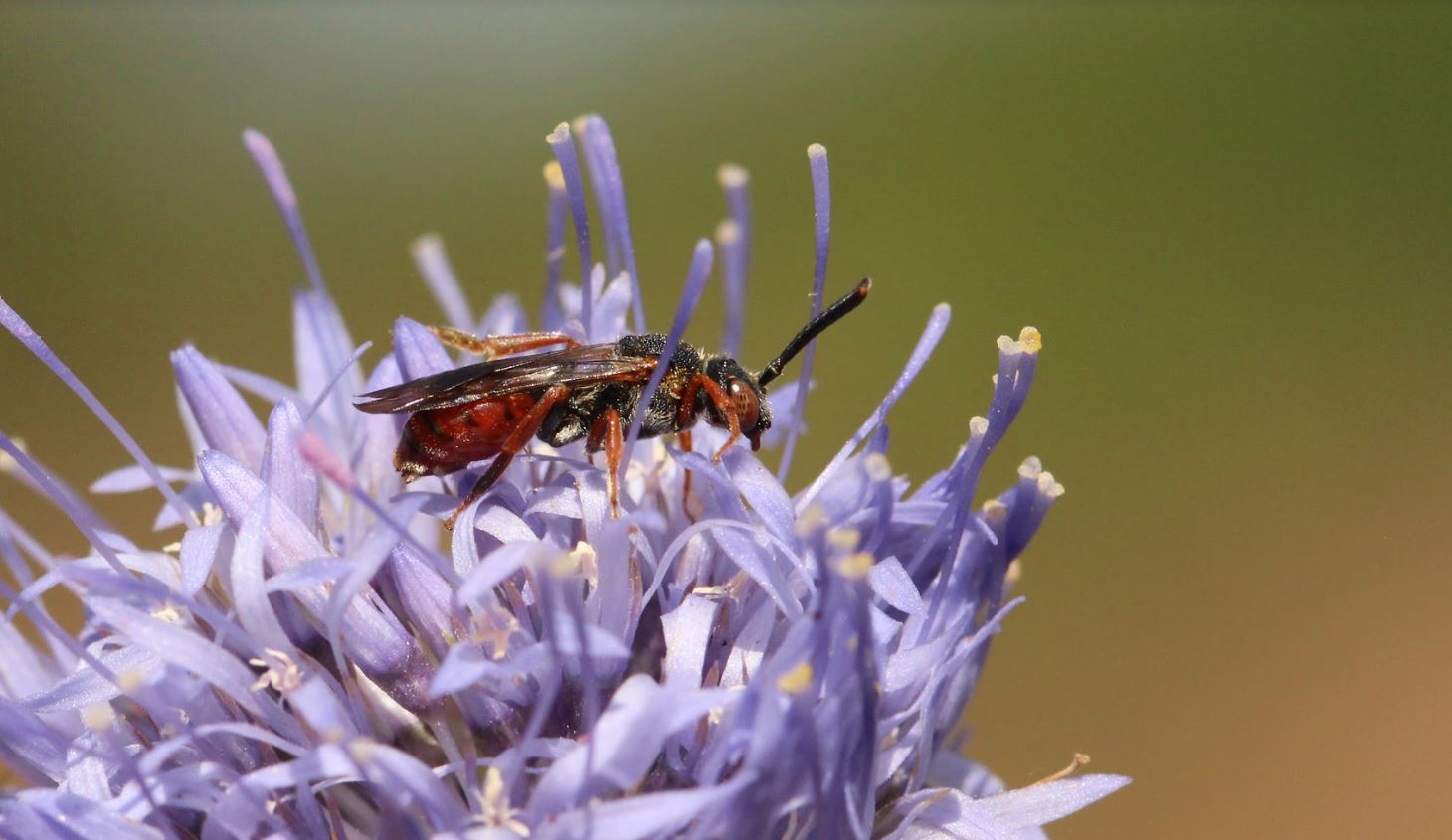 Rødbrun Hvepsebi (Nomada similis)