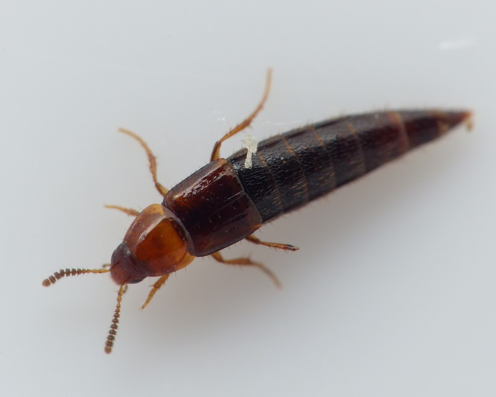 Mycetoporus clavicornis (Mycetoporus clavicornis)