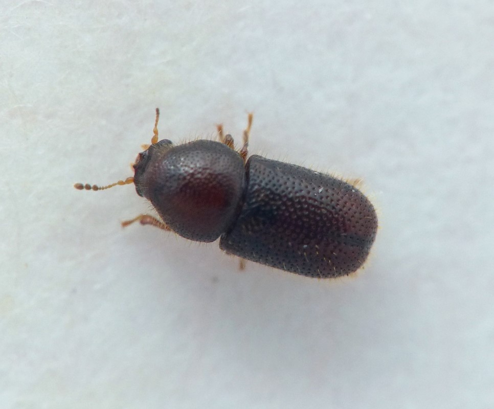 Ropalodontus baudueri (Ropalodontus baudueri)