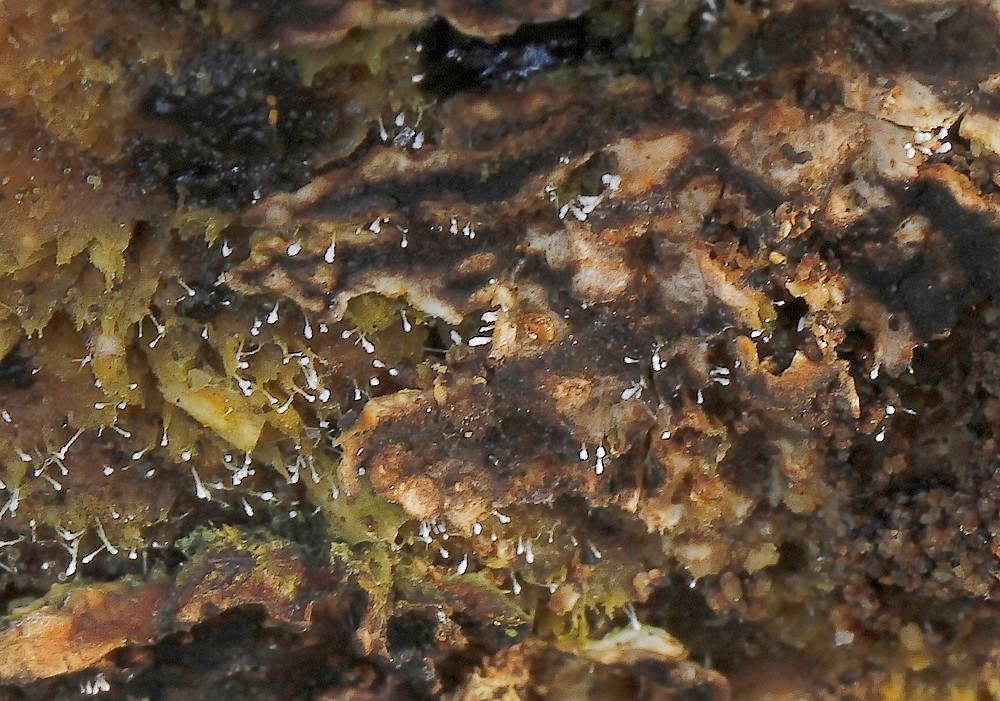 Sphaeridium Sphaeridium candidulum - Observation NB-2175365 - Naturbasen