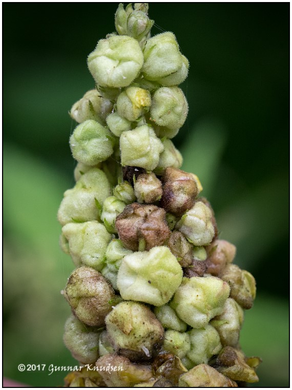 Contarinia anthophthora (Contarinia anthophthora)