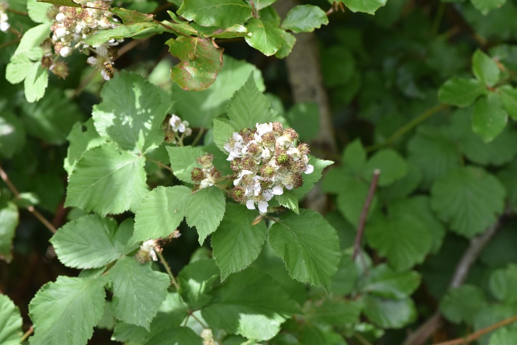 Rubus cardiophyllus (Rubus cardiophyllus)