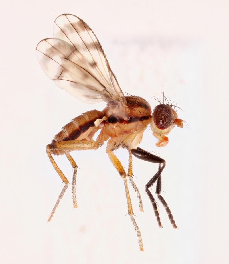 Colobaea bifasciella (Colobaea bifasciella)