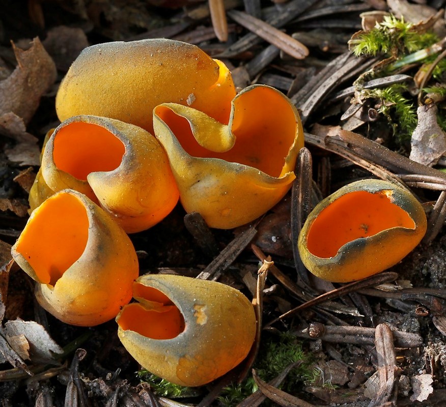 Jadebæger (Caloscypha fulgens)