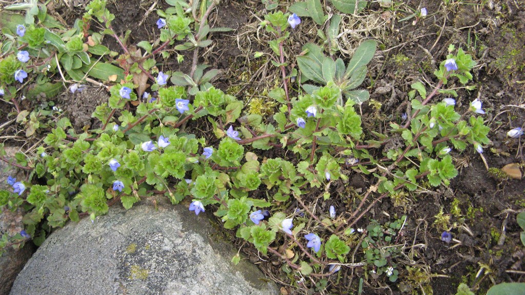 Veronica persica var. persica (Veronica persica var. persica)