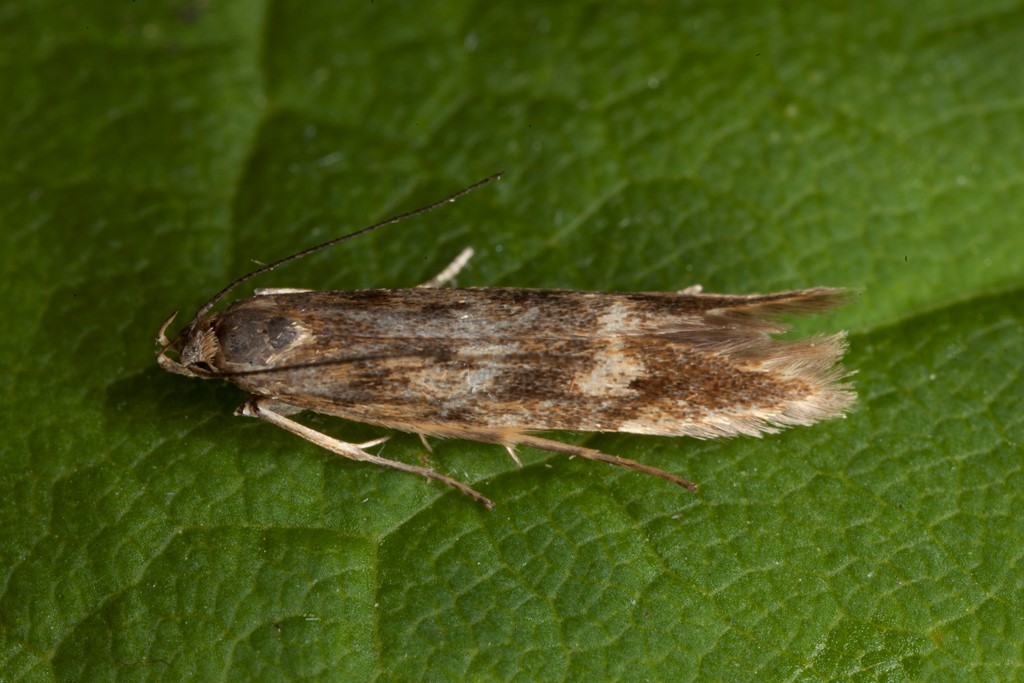 Monochroa lucidella (Monochroa lucidella)