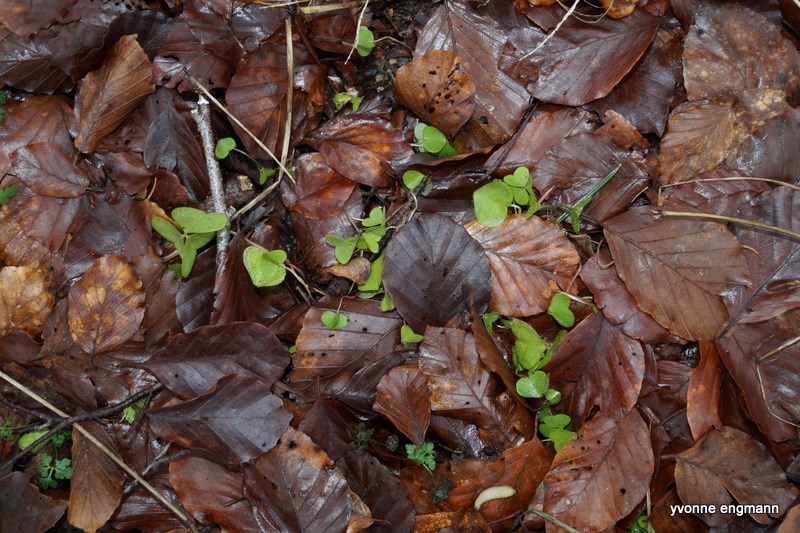 Skovsyre (Oxalis acetosella)