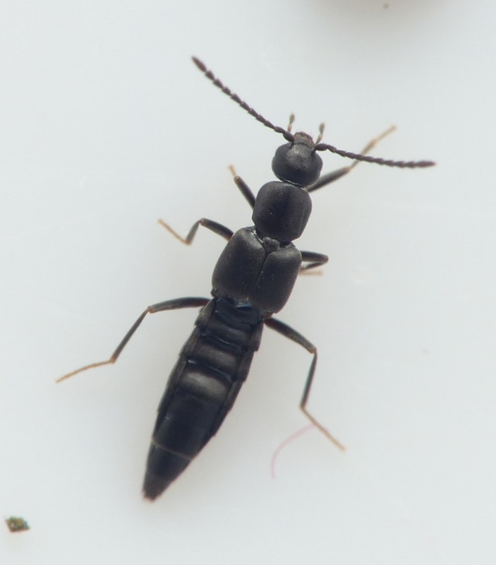 Ischnopoda Atra (Thinonoma atra)