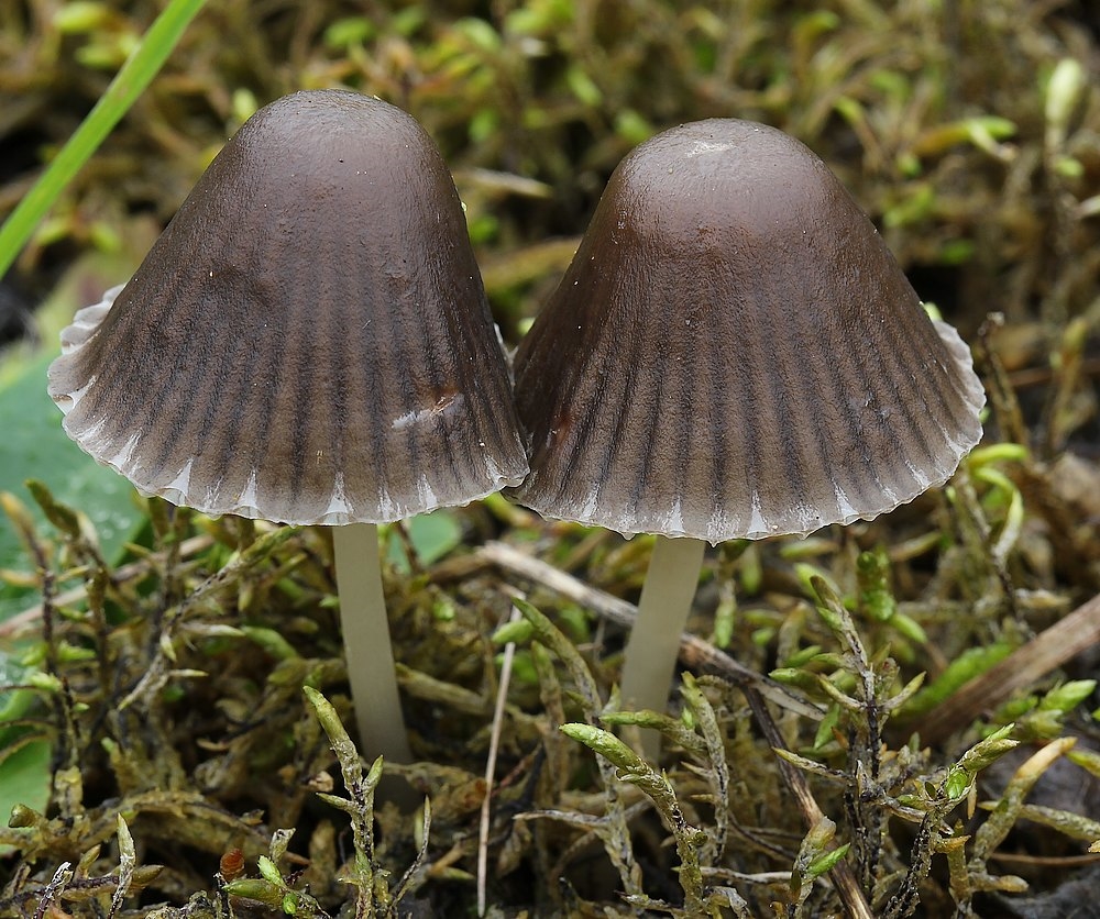 Mycena pelliculosa (Mycena pelliculosa)